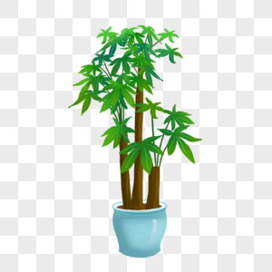 植物盆栽发财树高清图片