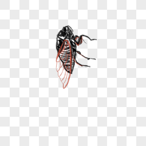 昆虫蝉装饰插图图片