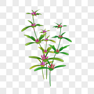 插画艾草高清图片
