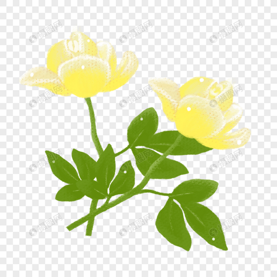 黄玫瑰花卉图片