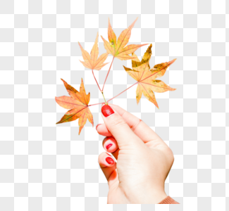 枫叶免抠手拿着树叶素材