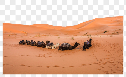 撒哈拉沙漠骆驼图片