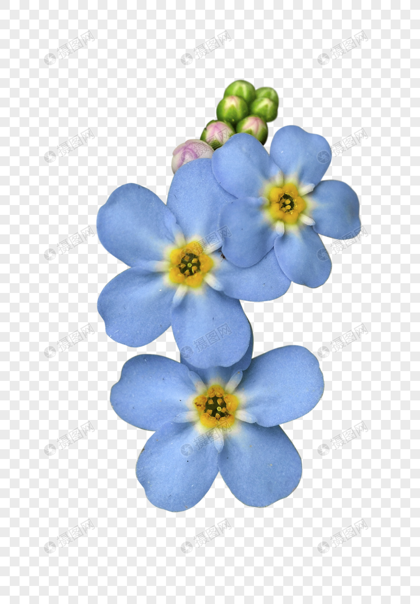 蓝色的花元素素材下载 正版素材 摄图网 蓝色的花元素素材下载 正版素材 摄图网