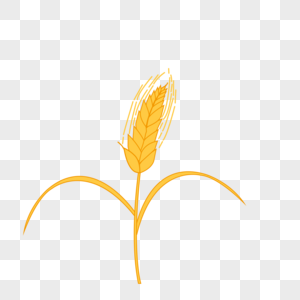 麦穗春天麦子高清图片