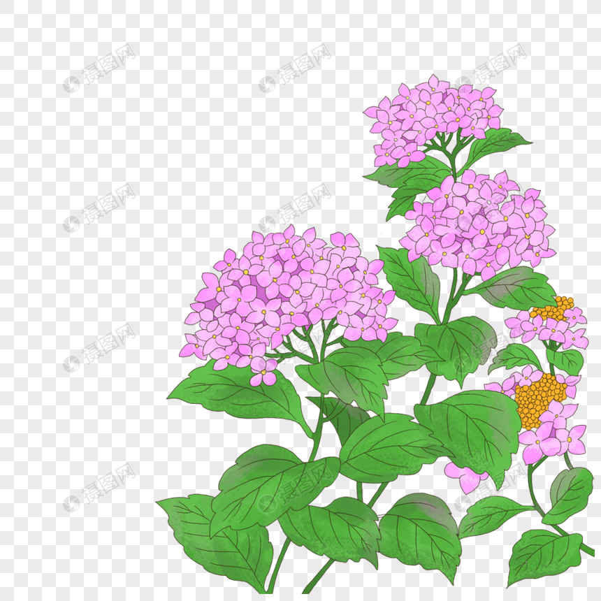 紫阳花元素素材下载 正版素材 摄图网 紫阳花元素素材下载 正版素材 摄图网