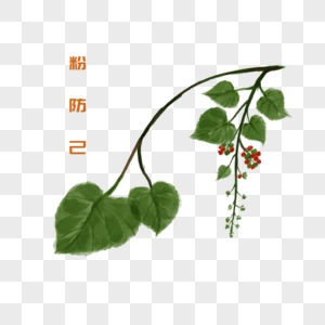 粉防己被子植物门防己高清图片