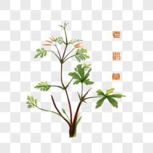 草药简笔画老鹳草素材