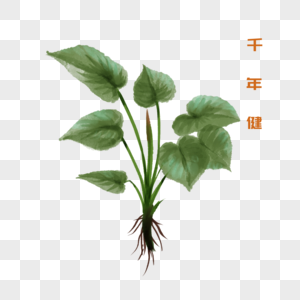 千年健双子叶植物纲千年健高清图片