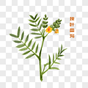 狭叶番泻双子叶植物纲番泻高清图片