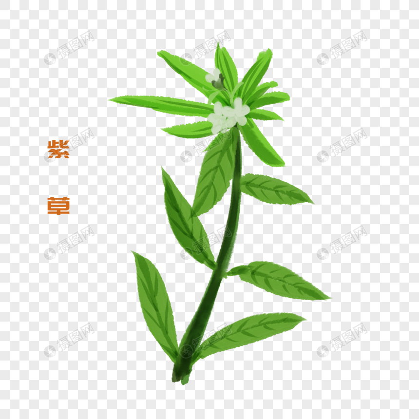手绘紫草