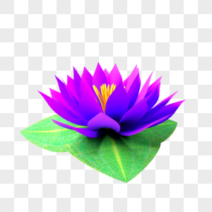 睡莲莲花紫色花朵绿叶图片