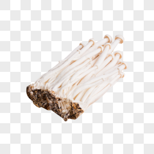 菌类食品白玉菇高清图片
