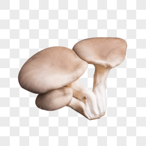 菌类食材蟹味菇高清图片