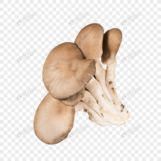 菌类平菇图片