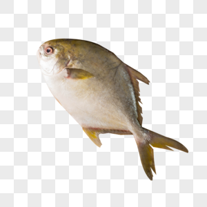 金鲳鱼元素鱼疗图片素材