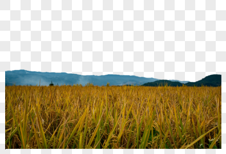 稻田自然田园风光图片