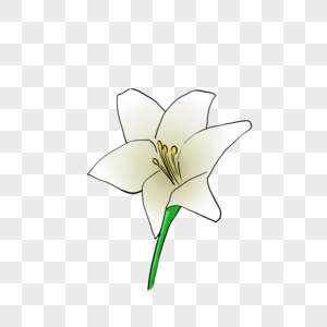 鲜艳的白色花朵图片