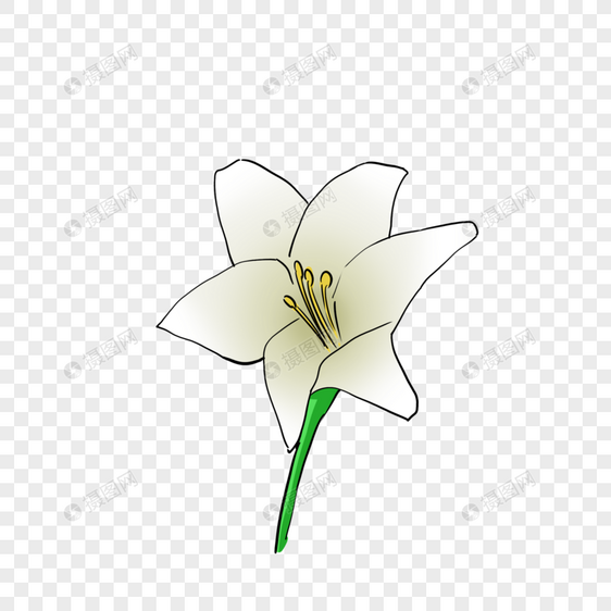 鲜艳的白色花朵图片