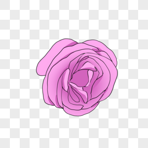鲜艳的深粉色玫瑰花图片