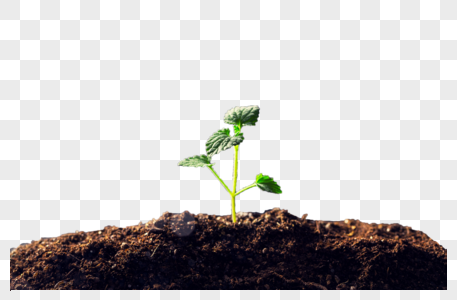 土壤植物元素 免抠素材 Png图片下载 摄图网 土壤植物元素 免抠素材 Png图片下载 摄图网