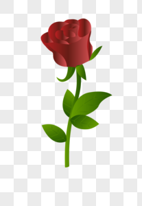 一朵玫瑰花花朵红玫瑰高清图片
