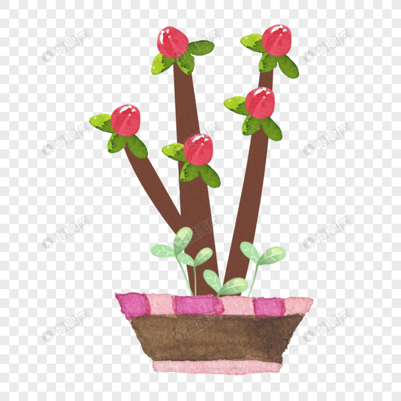 盆栽植物花朵果实图片