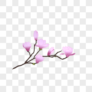 春日粉木兰花素材图片