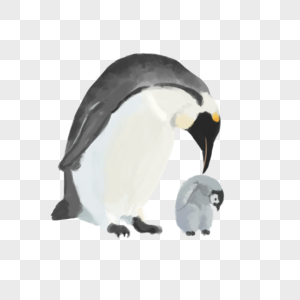 企鹅动物父子高清图片