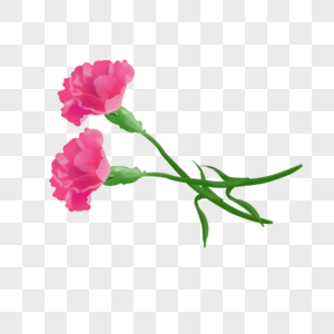 康乃馨植物花束图片