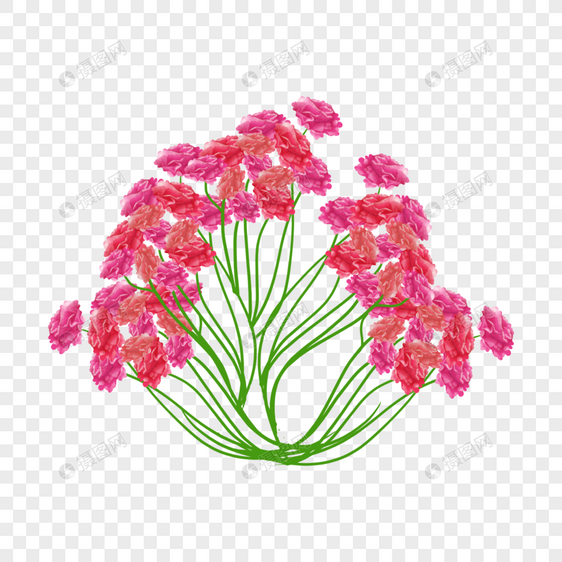 手绘康乃馨植物图片