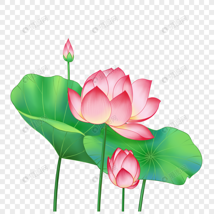 荷花莲花立夏元素素材下载 正版素材 摄图网 荷花莲花立夏元素素材下载 正版素材 摄图网