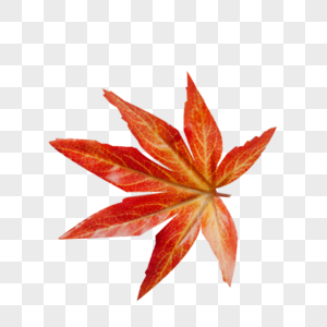 枫叶免抠枫叶素材