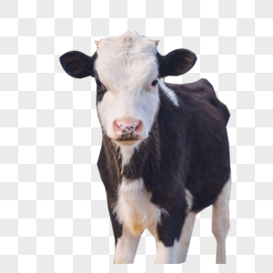 牧场的奶牛牛羊牧场高清图片