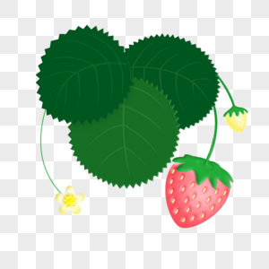 一颗粉红草莓、白色草莓花、草莓绿叶植物高清图片