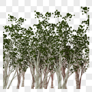 树林多棵树绿色叶子图片