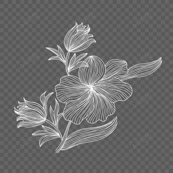白色线条花卉图片