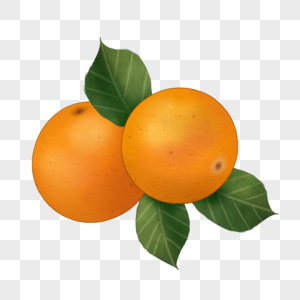 两个橙子卡通插图图片