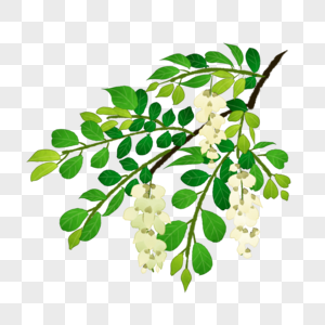 国潮二十四节气立夏美食枇杷槐花腊肉饭场景插画槐花照片  |新鲜洋