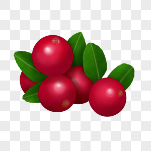 五个蔓越莓水果插图高清图片