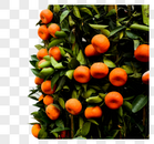 结满果子的桔子树图片