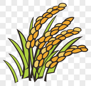 成熟农作物成熟稻米图片
