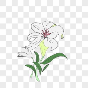 春天植物白色百合简约卡通图片