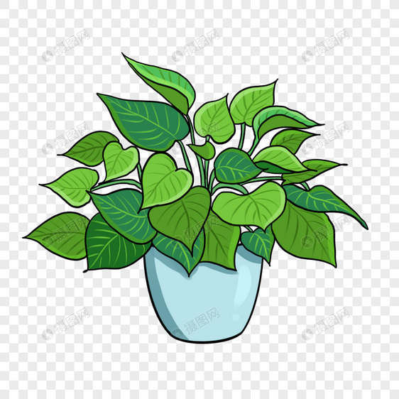 小清新植物绿萝图片