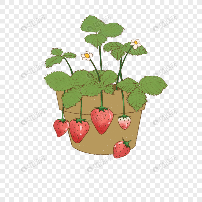 草莓盆栽