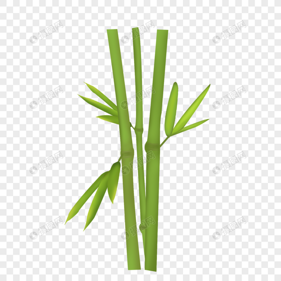 多叶竹子图片