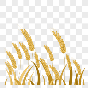 金黄麦穗图片