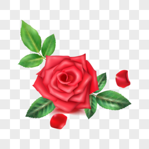矢量玫瑰花520红色背景高清图片