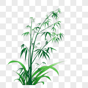 竹子竹叶绿色肌理竹叶高清图片