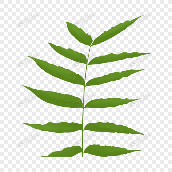 植物 叶子图片