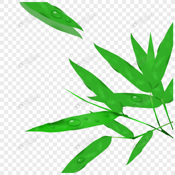 右侧生长的竹叶图片
